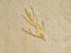 World Class Fossil Shrimp (Aeger tipularius) - Solnhofen #15624-3
